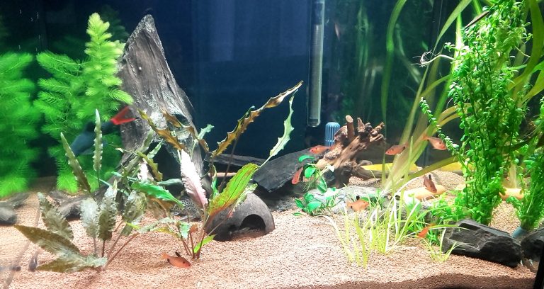 Aquarium Mai 2017 (9)
